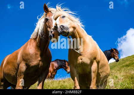 Zwei Haflinger und zwei arabische Pferde grasen auf den Weiden oberhalb des Valles Passes. Stockfoto