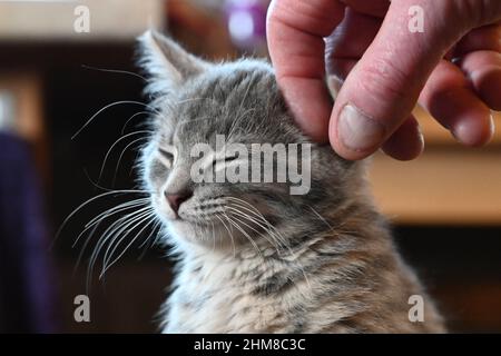 Ein süßes tabby Kätzchen, das das Ohr streichelte Stockfoto