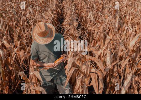 Männlicher Agronom und Landwirt, der in reifer Ernte bereit Dent Maisfeld steht und Maiskolben untersucht Stockfoto