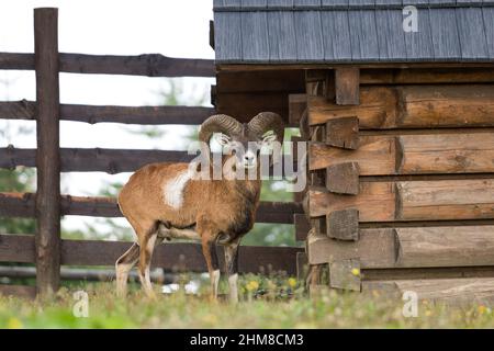 Der Mufflon (ovis musimon), wilde Schafe, Slowakei, Europa. Stockfoto