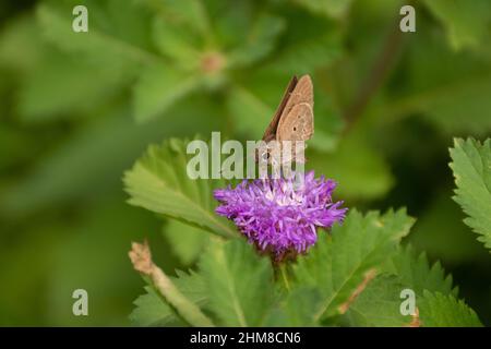Ein indischer Palmenschmetterling (Suastus gremius), der sich im Garten in Mangalore, Indien, von einer kleinen violetten Blume ernährt. Stockfoto