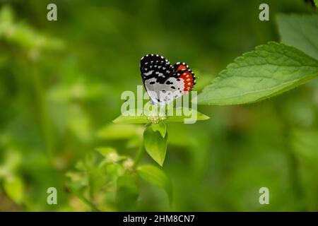 Ein winziger, farbenfroher Roter Pierrot (Talicada nysius), der sich im Garten von Mangalore, Indien, von einer winzigen Blume ernährt. Stockfoto