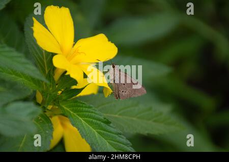 Ein indischer Palmenbob (Suastus gremius), der auf dem Blütenblatt einer hellen Gelben Erle (Turnera ulmifolia) im Garten in Mangalore, Indien, ruht. Stockfoto