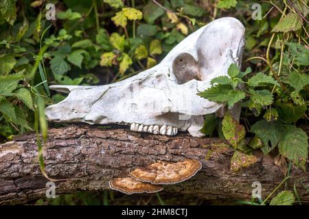 Schädel eines Tieres auf einem Baum in einem Wald gelegt. Stockfoto