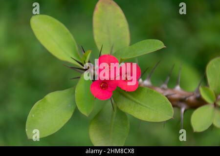 Nahaufnahme der schönen und bunten Blumen der Christuspflanze (Ephorbia milii), auch Dornenkrone oder Christdorn genannt. Stockfoto