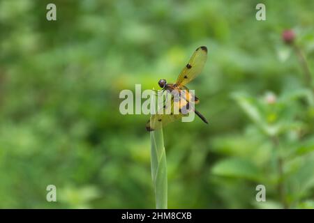 Eine wunderschöne männliche Libelle (Rhyothemis variegata), die auf einer Pflanze im Garten von Mangalore, Indien, ruht. Stockfoto