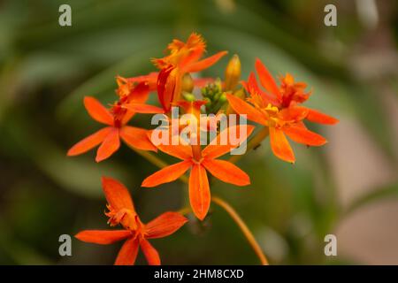 Wunderschöne bunte Kruzifix-Orchideen (Epidendrum Ibaguense) in voller Blüte im Garten von Mangalore, Indien. Stockfoto