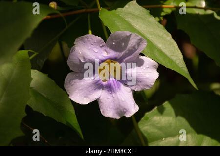 Nahaufnahme einer wunderschönen Blue Trompete Rebe (Thunbergia laurifolia), auch Laurel Clockvine genannt und in Indien und Thailand beheimatet. Stockfoto