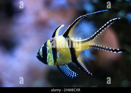 Der Banggai-Kardinalfisch (Pterapogon kauderni), ein kleiner tropischer Fisch. Stockfoto