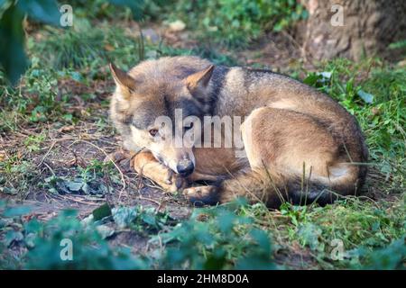 Junger eurasischer Wolf (lateinischer Name Canis lupus lupus), auch bekannt als gewöhnlicher Wolf. Stockfoto