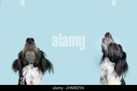 Bannerhund sieht bettelnd nach Futter. Isoliert auf blauem Backgorund Stockfoto