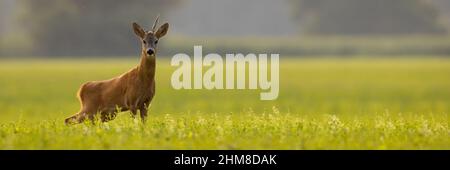 Rehe blicken auf die Kamera auf dem Feld in einer Panoramaaufnahme Stockfoto