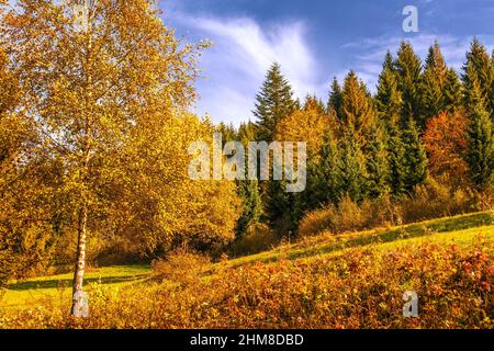 Hintergrund von Bäumen am Waldrand in Herbstfarben. Stockfoto