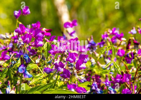 Schöne Blüten von Orobus Vernus oder Orobus Vernus auf dem Waldrasen, selektiver Fokus Stockfoto