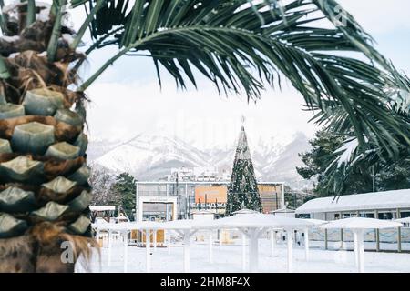 Gelendzhik, Russland, 24. Januar 2022: Neujahrsbaum auf dem zentralen Stadtplatz und eine Palme im Vordergrund. Stockfoto