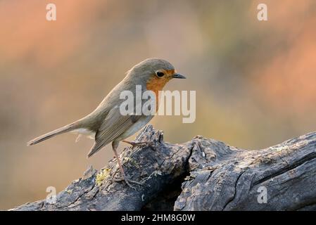 Robin Vogel sitzt auf altem Holz im Wald, aus der Nähe. Auf der Suche nach Essen. Bei Sonnenuntergang. Unscharfer Hintergrund, Kopierbereich. Gattungsart Erithacus rubecula. Stockfoto