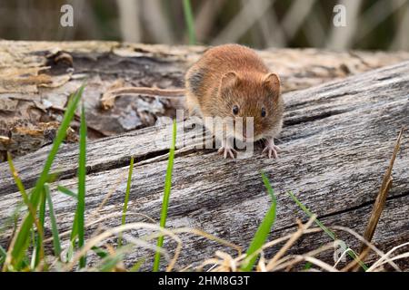 Bankvole in freier Wildbahn. Vorderansicht. Auf der Suche nach Nahrung auf altem Holz im Wald, Nahaufnahme. Unscharfer Hintergrund, Kopierbereich. Gattungsart Myodes glareolus. Stockfoto