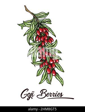 Handgezeichnete helle Goji-Beeren auf einem Ast. Vektorgrafik. Stock Vektor