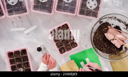 Flach liegend. Kleines Mädchen hilft Pflanzen Samen in Saatgutvermehrer mit Boden. Stockfoto