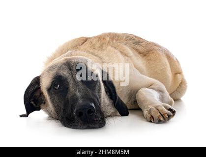 Kangal Schäferhund vor weißem Hintergrund Stockfoto
