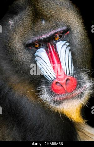 Detail Nahaufnahme von Mandrill, Mandrillus sphinx, Primat aus den tropischen Regenwäldern Westafrikas. Schönes Exemplar eines anfälligen Primaten Stockfoto