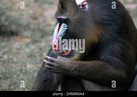 Detail Nahaufnahme von Mandrill, Mandrillus sphinx, Primat aus den tropischen Regenwäldern Westafrikas. Schönes Exemplar eines anfälligen Primaten Stockfoto