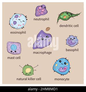 Satz von angeborenen Immunsystemzellen, Cartoon nette lustige Vektor-Illustration Stock Vektor