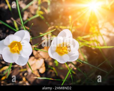Frühlingscrocues blühen im Park. Frische, schöne violette und gelbe Krokusse, selektiver Fokus. Frühlingshintergrund mit blühenden Krokussen Blumen im frühen Frühling mit Sonnenstrahl. Crocus Iridaceae Stockfoto