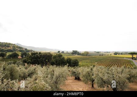 Paesaggio Toscano, Castagneto Carducci, Provincia di Livorno, Italia Stockfoto