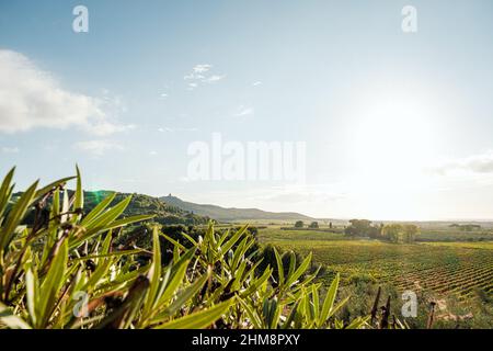 Paesaggio Toscano, Castagneto Carducci, Provincia di Livorno, Italia Stockfoto