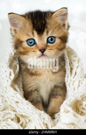 Britisch Kurzhaar Kätzchen isoliert auf weißem Stockfoto