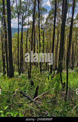 Der Eukalyptuswald regeneriert sich ein Jahr nach einem verheerenden Waldbrand in den Yarra Ranges, in der Nähe von Warburton, Victoria, Australien Stockfoto