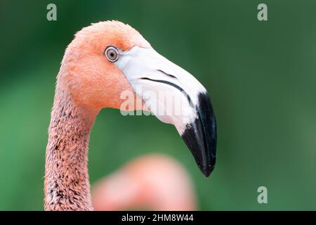 Detail Kopfaufnahme des amerikanischen Flamingo, Phoenicopterus ruber, mit seiner Silhouette deutlich vor dunklem Hintergrund geschnitten. Der einzige Flamingo, der Stockfoto