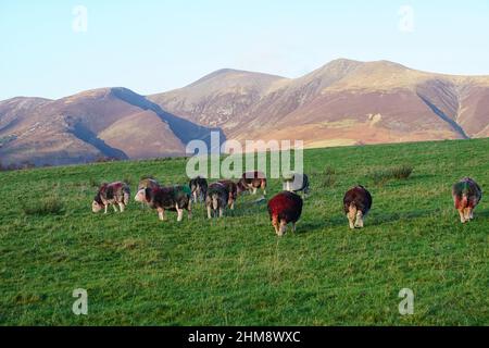 Herdwick Schafe im Crow Park Keswick mit Skiddaw Bergkette im Hintergrund an einem Wintertag Stockfoto