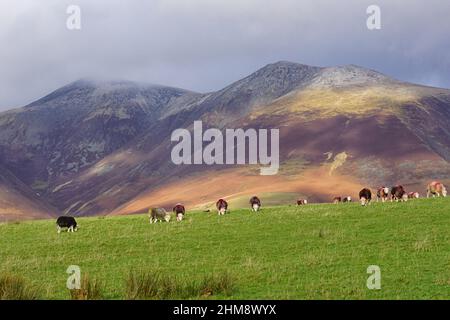 Herdwick Schafe im Crow Park Keswick mit Skiddaw Bergkette im Hintergrund an einem Wintertag Stockfoto