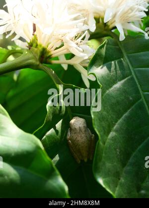 Gewöhnlicher Baumfrosch, der sich auf grünen Blättern der Kaffeepflanze versteckt, Amphibien in natürlichen Wäldern und Plantagen in Thailand Stockfoto