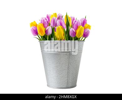 Bouquet von lila gelben Tulpen in einem Eimer isoliert auf einem weißen Hintergrund Stockfoto