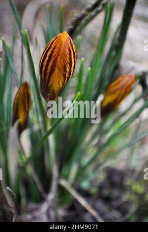 Gelb gestreifte frühlingsblühende Krokus (Zigeunermädchen), die in einem Garten wachsen Stockfoto