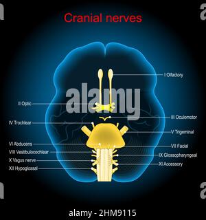 Hirnnerven. Menschliches Gehirn auf dunklem Hintergrund. Vektorposter Stock Vektor