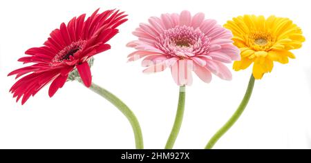 Rote, rosa und gelbe Blüten in Gerbera-Gänseblümchen auf weißem Hintergrund Stockfoto