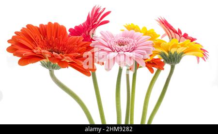 Seitenansicht einer Gruppe von Gerbera Gänseblümchen-Blüten auf weißem Hintergrund Stockfoto