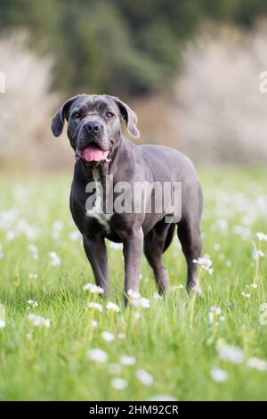 Cane corso Hund auf einer Blumenwiese Stockfoto