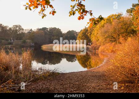 Blick über Frensham Little Pond, in der Nähe von Farnham, Surrey, mit goldenen Herbstfarben, einem beliebten Ort für Outdoor-Schönheit Stockfoto