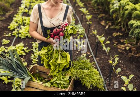 Gärtnerin hält frisch gepflücktes Gemüse in ihrem Bio-Garten. Autarke Bäuerin, die eine Vielzahl von frischen Produkten in eine Kiste einbringt. Unr Stockfoto