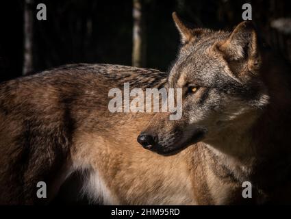 Ein Wolf im Dählhölzli Zoo in Bern, Schweiz, nach rechts, nach links zurückblickend Stockfoto