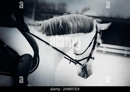 Porträt eines schönen weißen Pferdes mit einer grauen Mähne und einem Reiter im Sattel. Reitsport und Munitionsaufschub. Reiten. Stockfoto