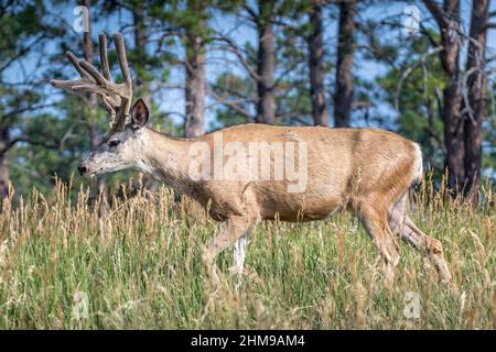 Porträt eines weißen Schwanzhirsches in der Wildnis Stockfoto