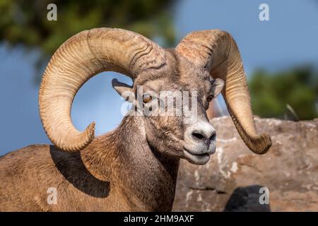 Porträt eines großen gehörnten Bergramms Stockfoto