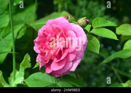 Leuchtend rosa David Austin Rose 'Rosa Gertrude Jekyll' (Englische Strauchrose), in den Grenzen des RHS Garden Harlow Carr, Harrogate, Yorkshire, Großbritannien angebaut. Stockfoto