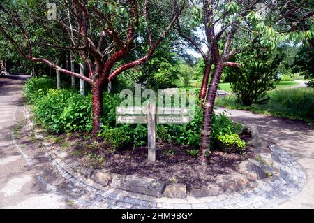 Holzschilder für Woodland & Streamside Spaziergänge, Betty's Tea Room und das Arboretum im RHS Garden Harlow Carr, Harrogate, Yorkshire, Großbritannien. Stockfoto